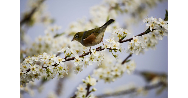 Condizionatori di primavera