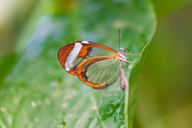 farfalla e biodiversita